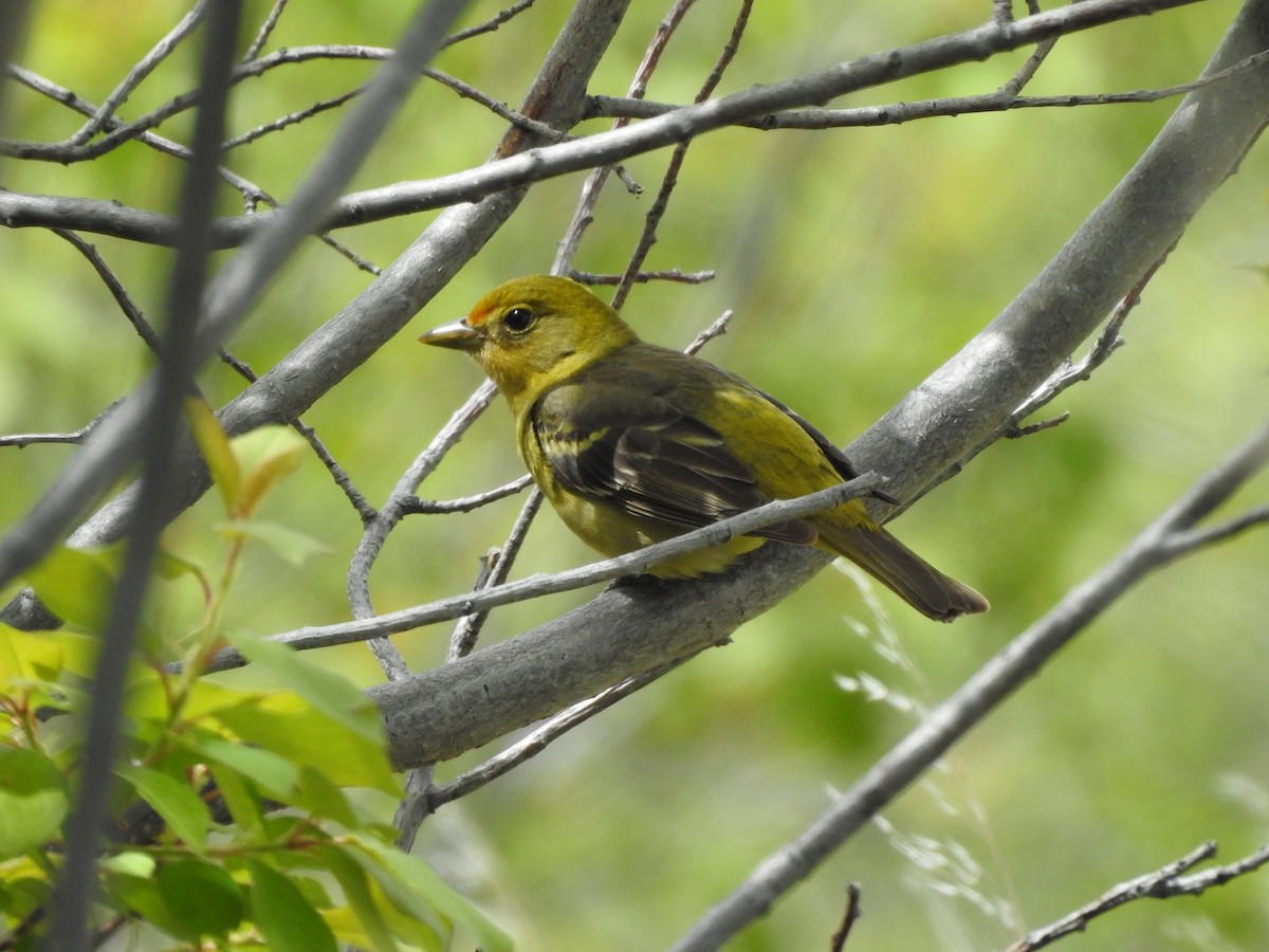 Western Tanager - ML163104491