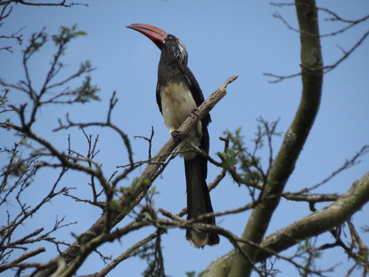 Crowned Hornbill - Christian Cholette