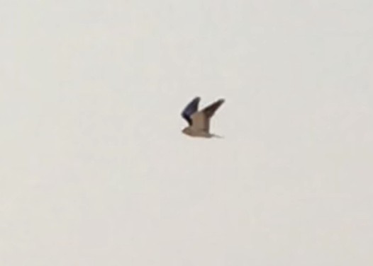 Black-winged Kite - farzad farzad