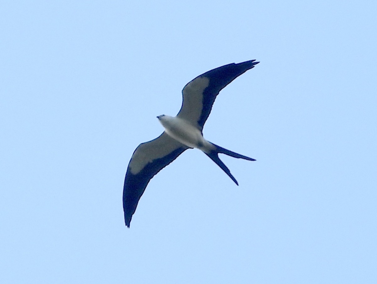 Swallow-tailed Kite - ML163114741