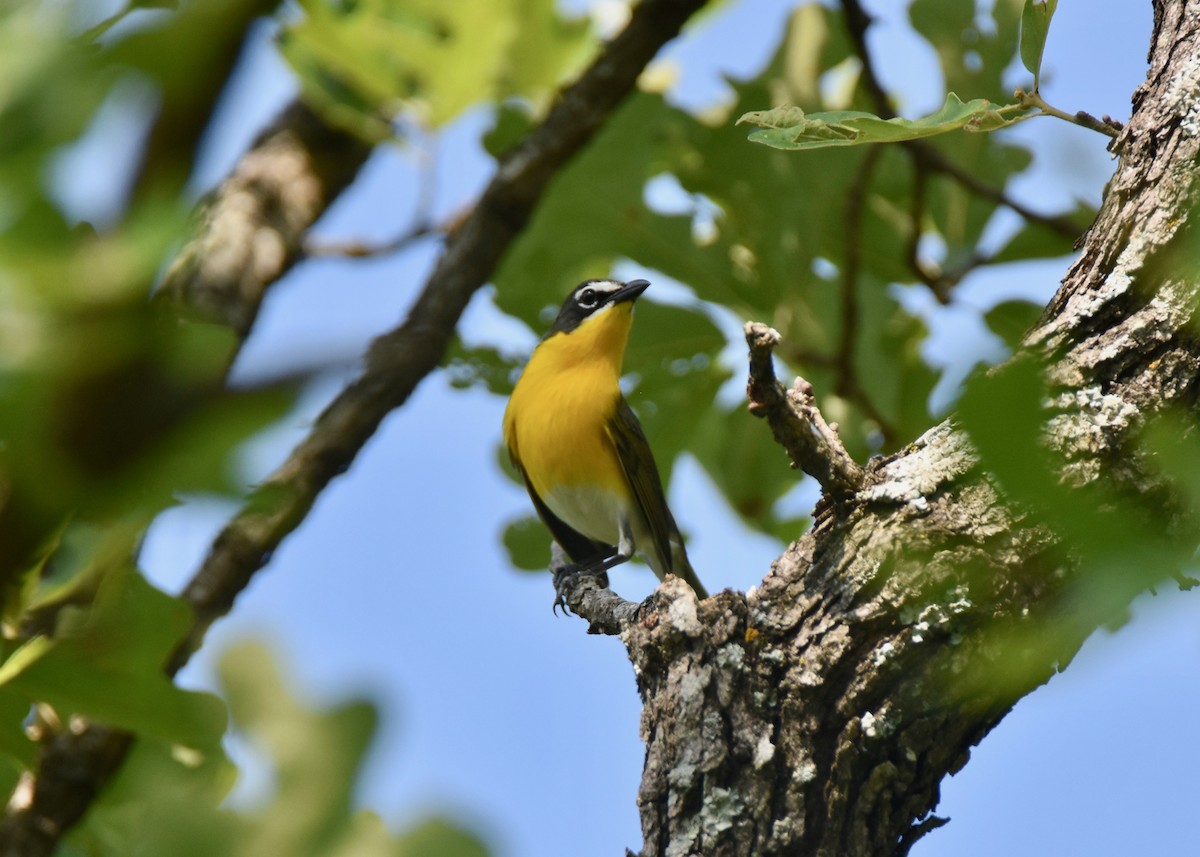 Yellow-breasted Chat - ML163115321