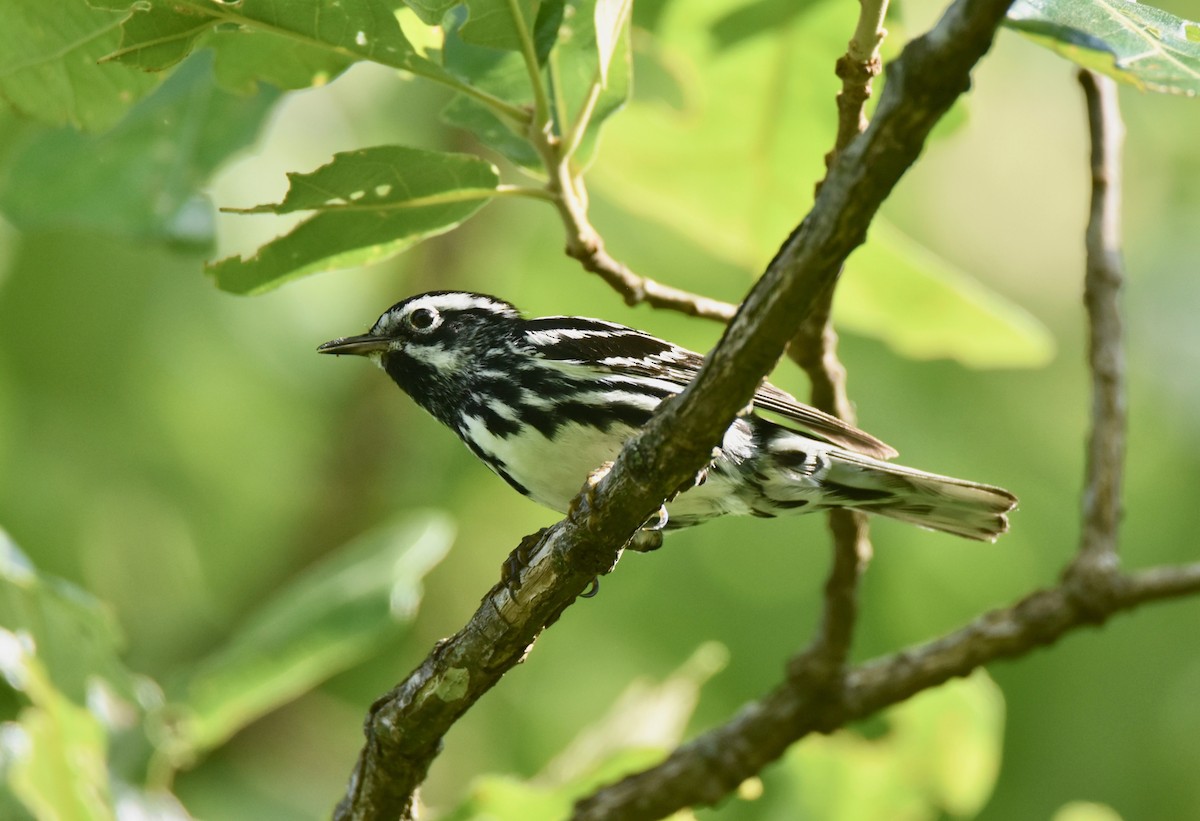 Black-and-white Warbler - ML163115371