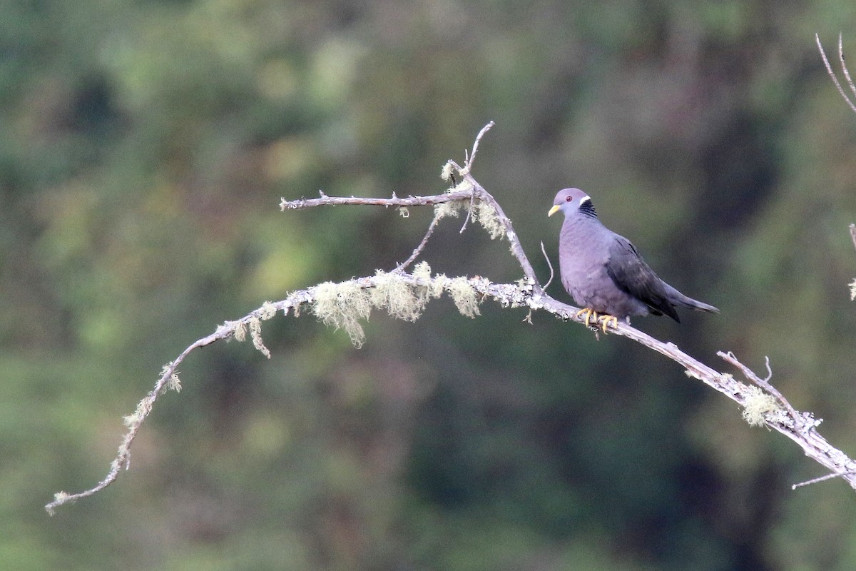 Band-tailed Pigeon - ML163120381