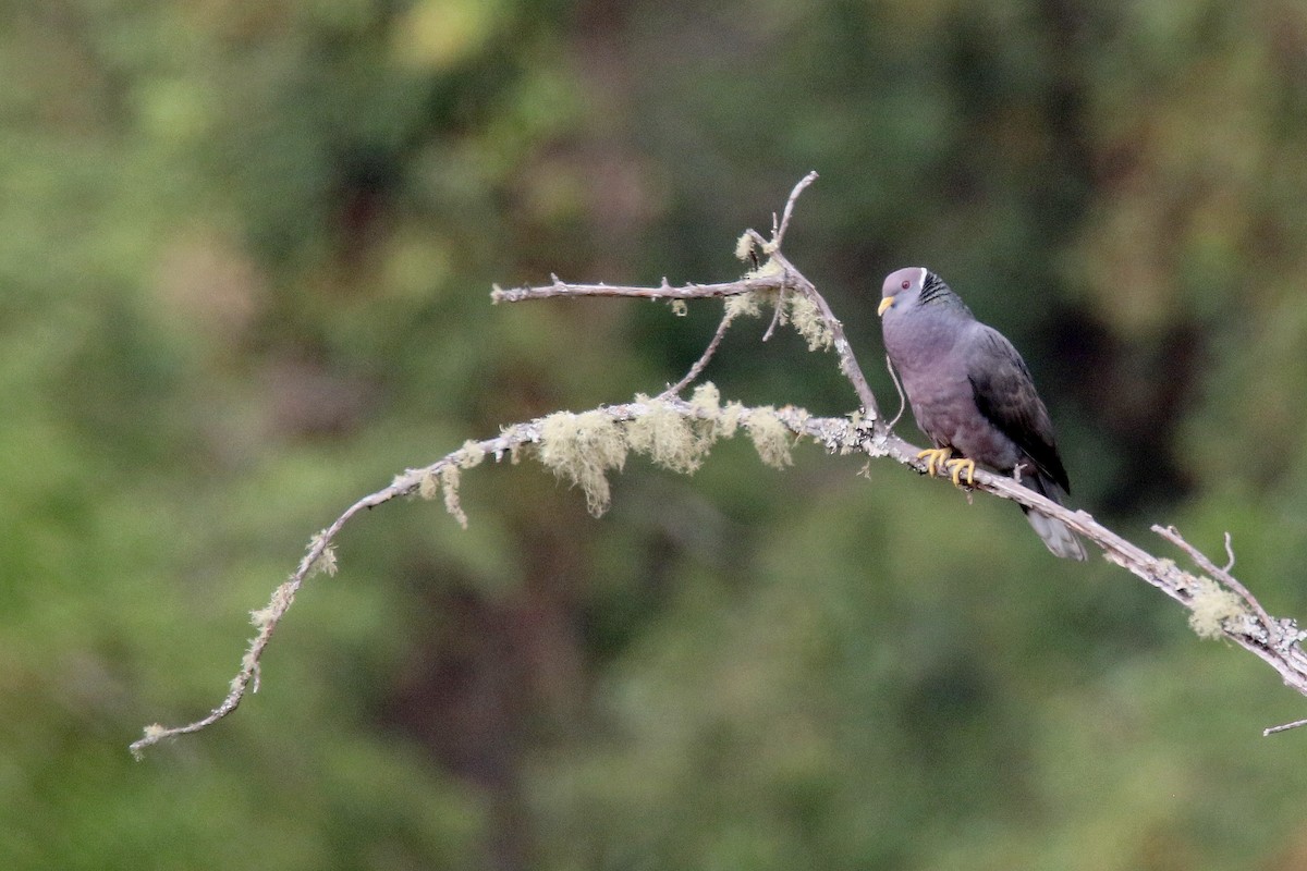 Band-tailed Pigeon - ML163120391