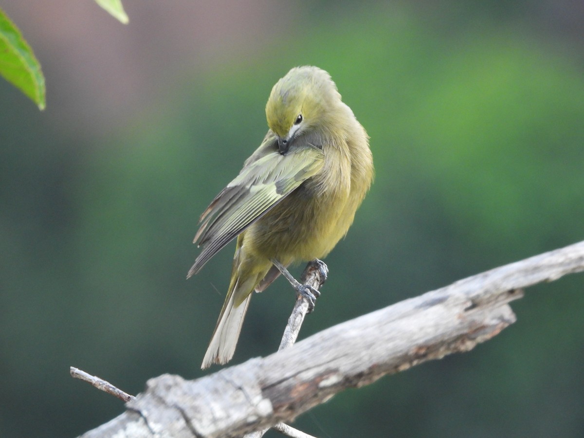 Palm Tanager - ML163121751