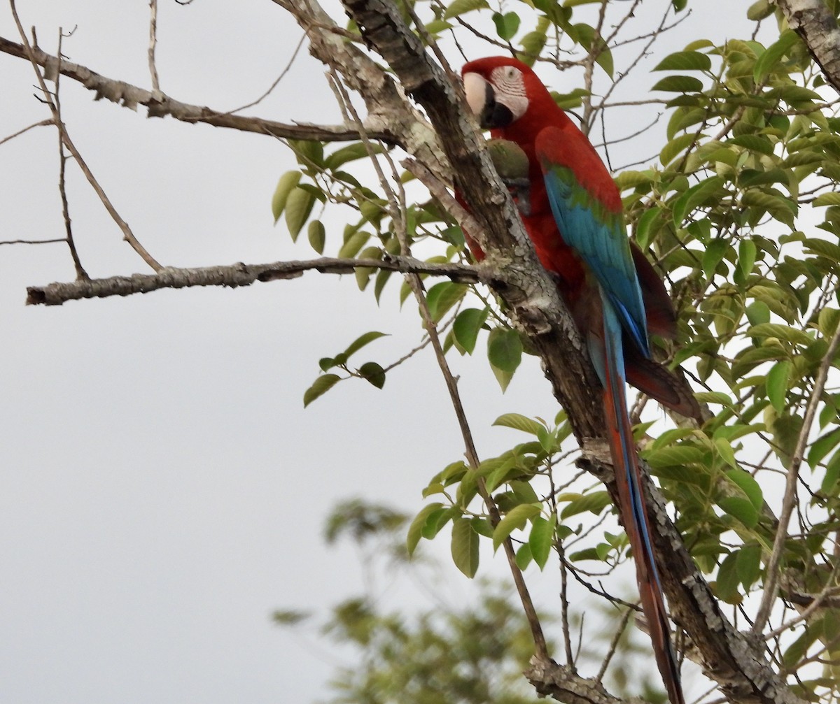 Red-and-green Macaw - ML163123421