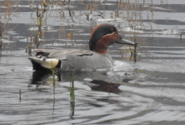 Green-winged Teal - ML163128651