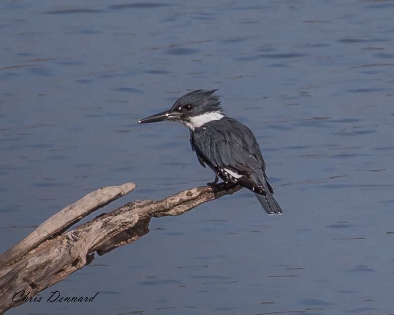 Belted Kingfisher - ML163130401