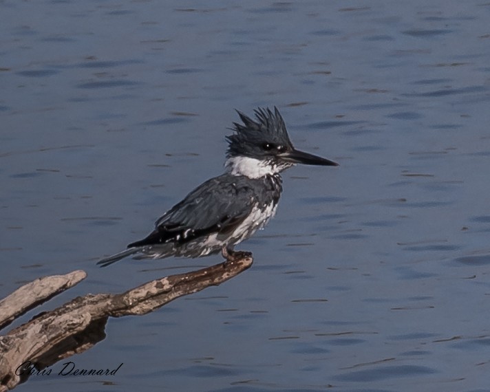Belted Kingfisher - ML163130421