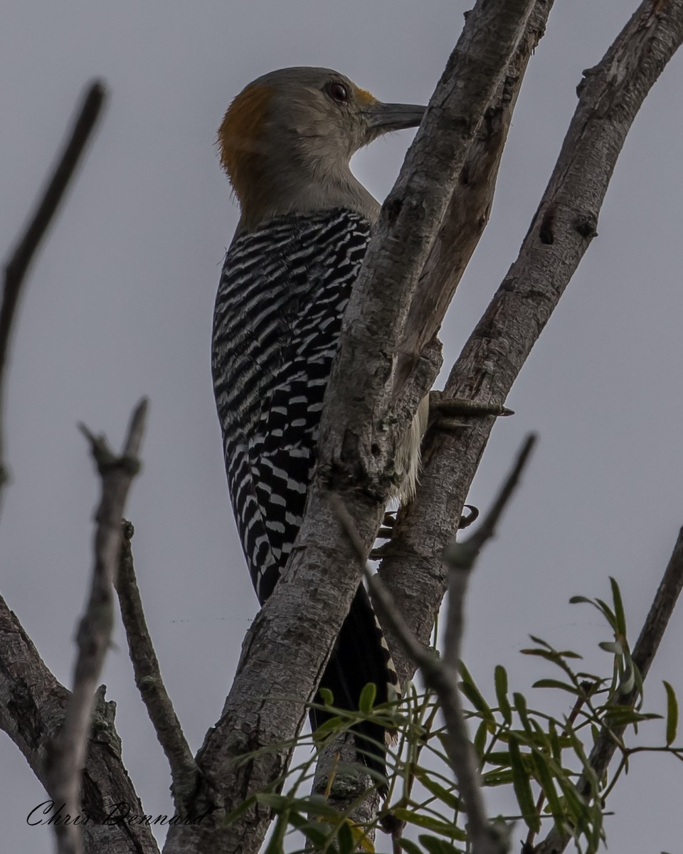 Golden-fronted Woodpecker - ML163130591