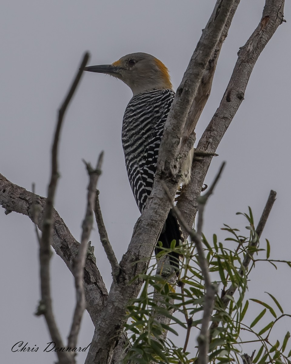 Golden-fronted Woodpecker - ML163130621