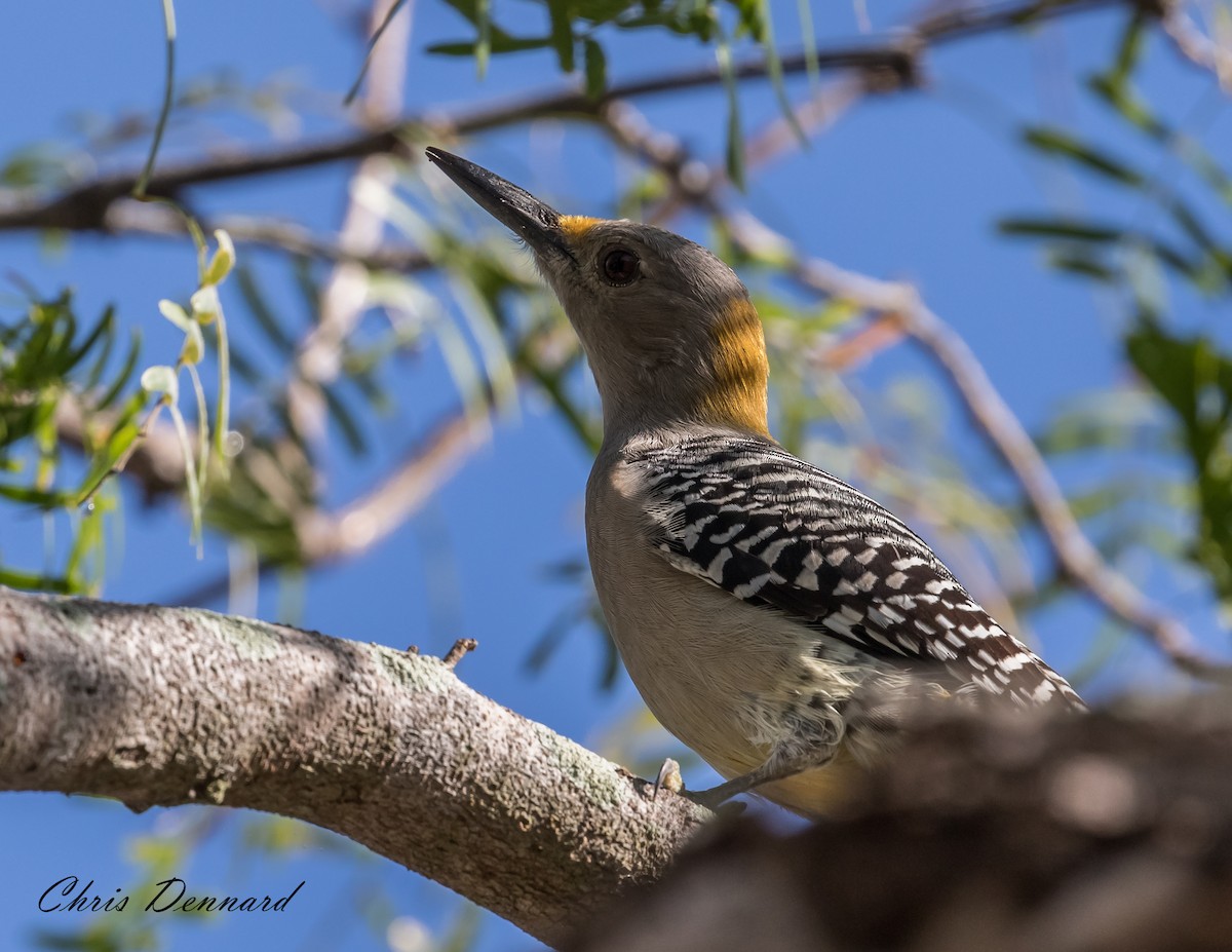 Golden-fronted Woodpecker - Chris Dennard