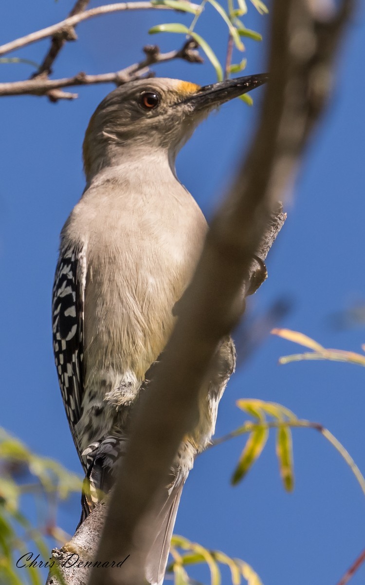 Golden-fronted Woodpecker - ML163130691