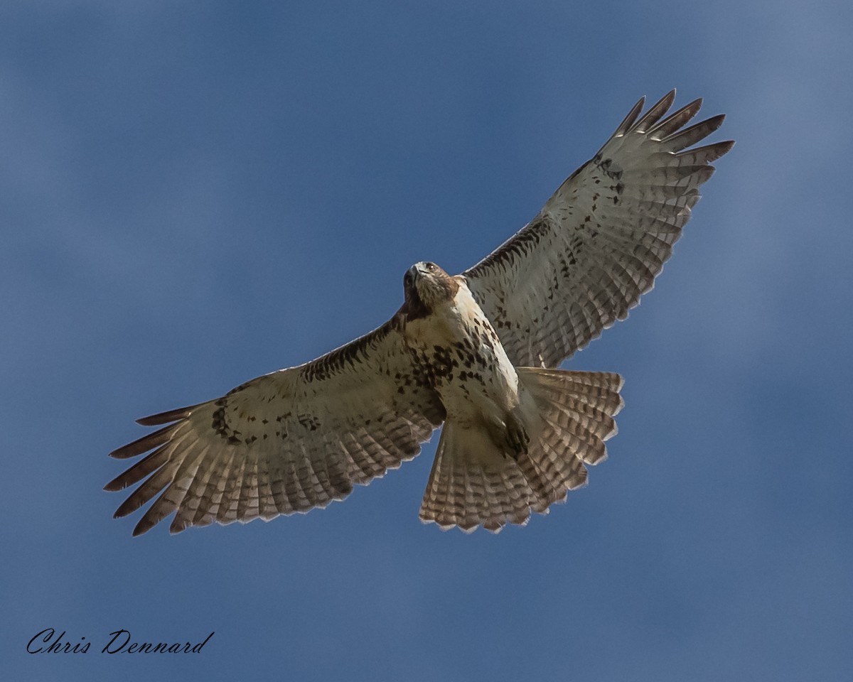 Red-tailed Hawk - Chris Dennard