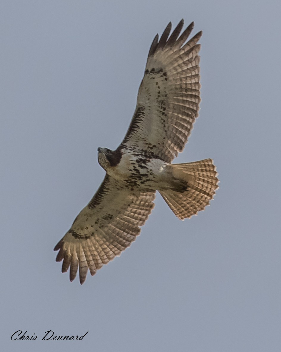 Red-tailed Hawk - ML163130971
