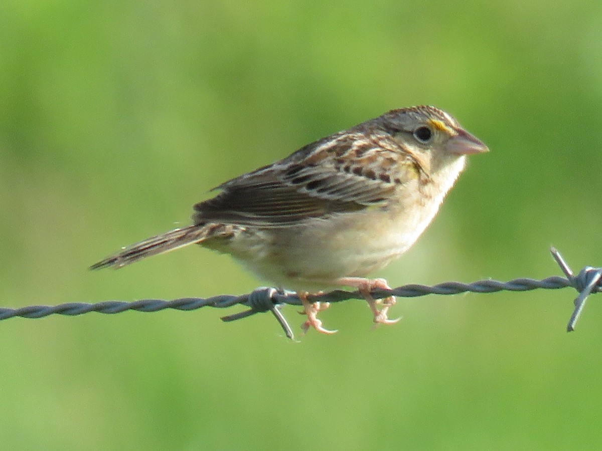 Grasshopper Sparrow - Kenneth Bishop