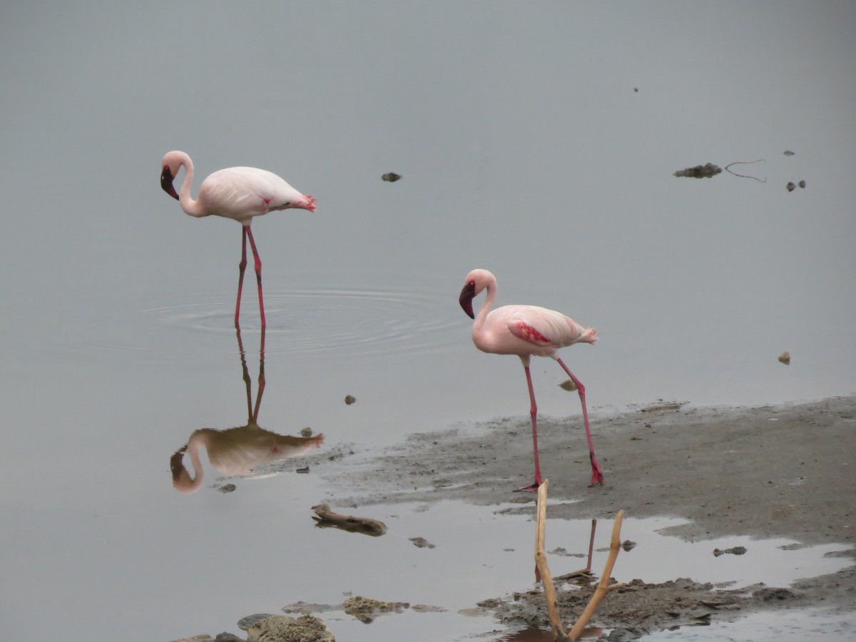 Lesser Flamingo - Christian Cholette