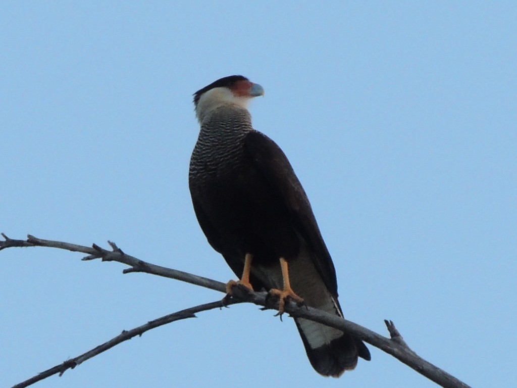 Crested Caracara (Southern) - ML163133461