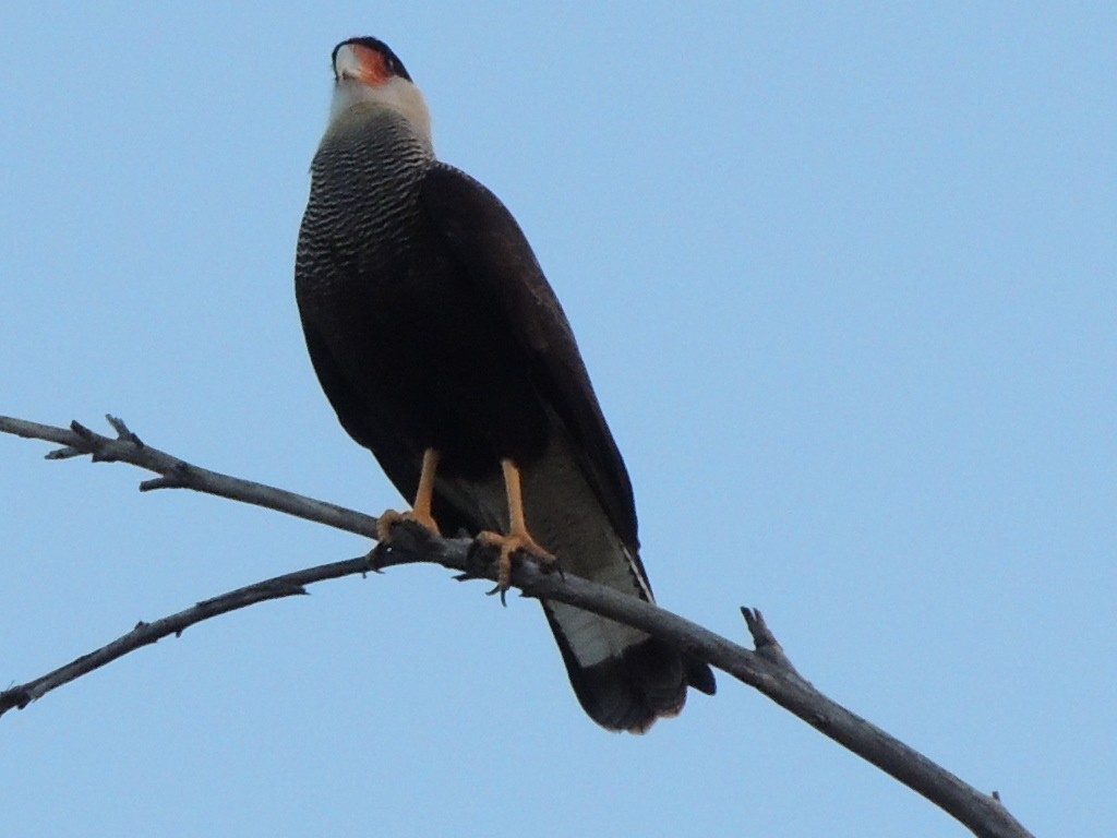 Crested Caracara (Southern) - ML163133471