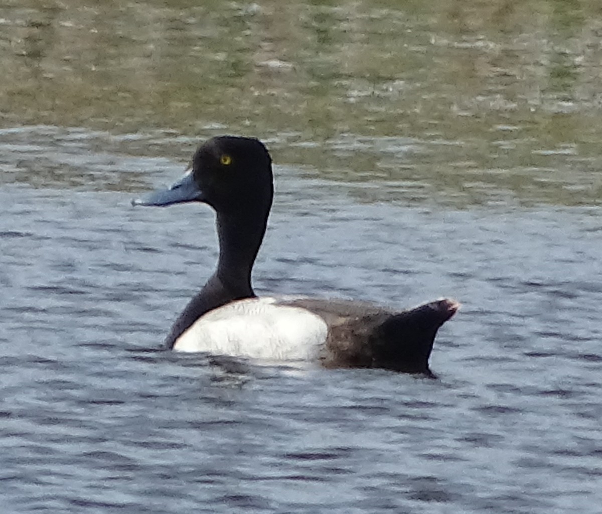 Lesser Scaup - Richard and Janice Drummond
