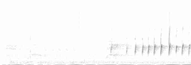 karibkongetyrann (gabbii) - ML163145061