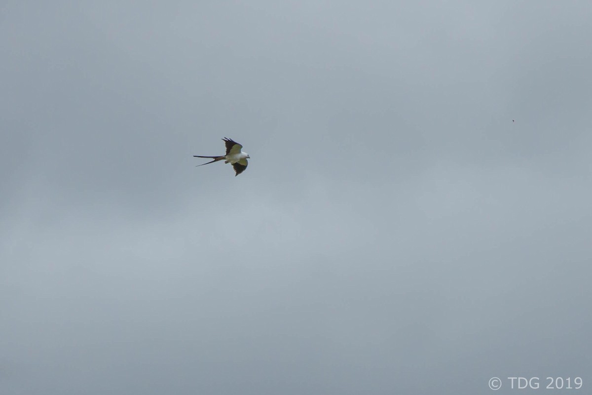 Swallow-tailed Kite - Thomas Gass
