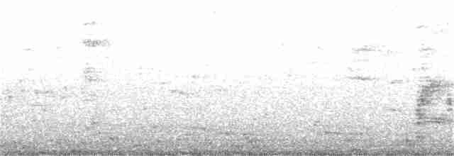 Texasnachtschwalbe - ML163154401