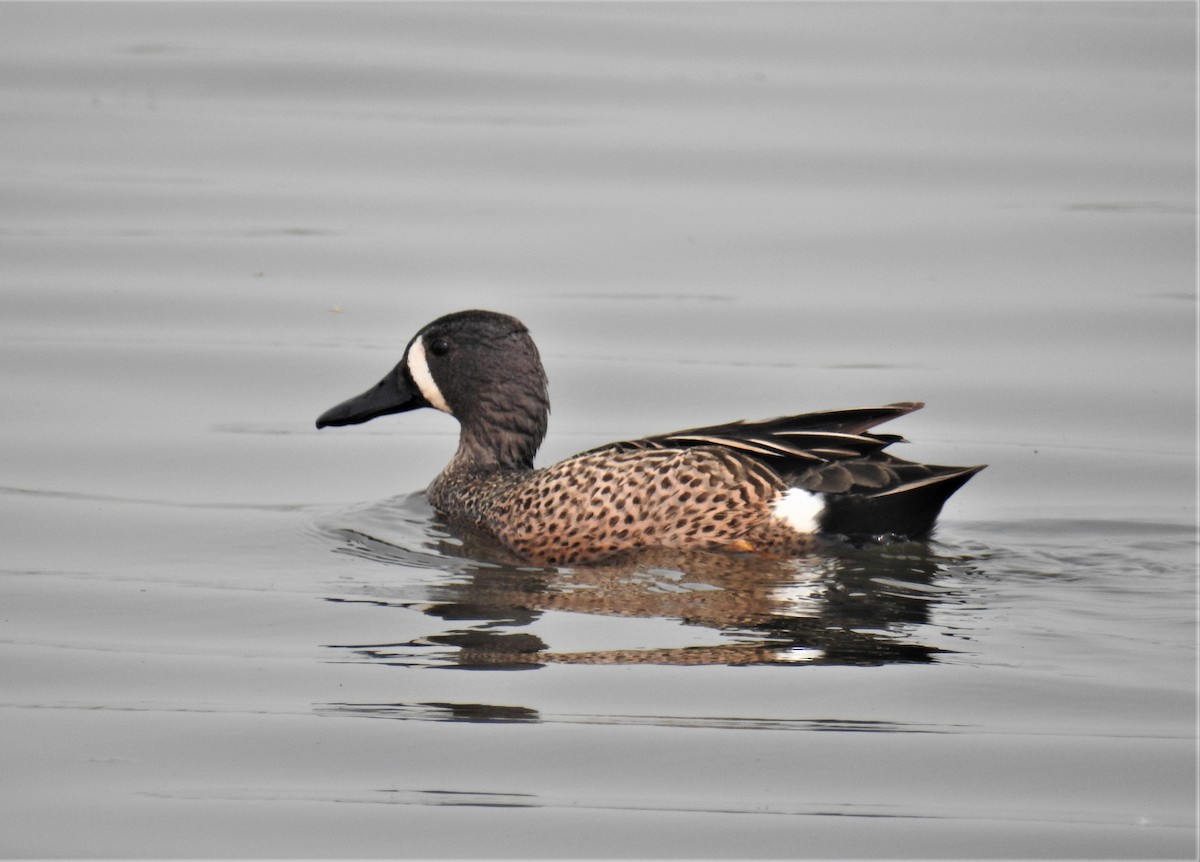 Blue-winged Teal - ML163154661