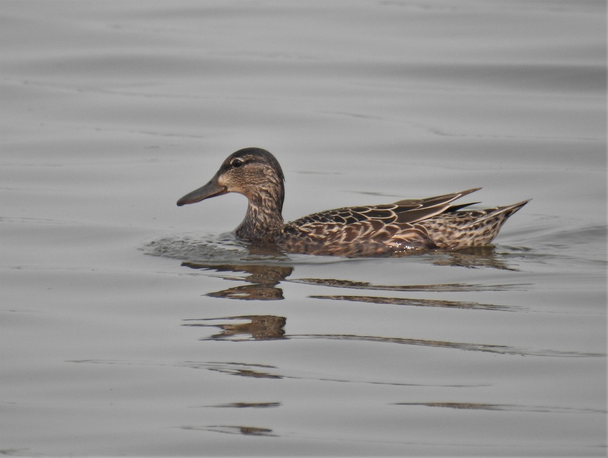 Blue-winged Teal - ML163154671
