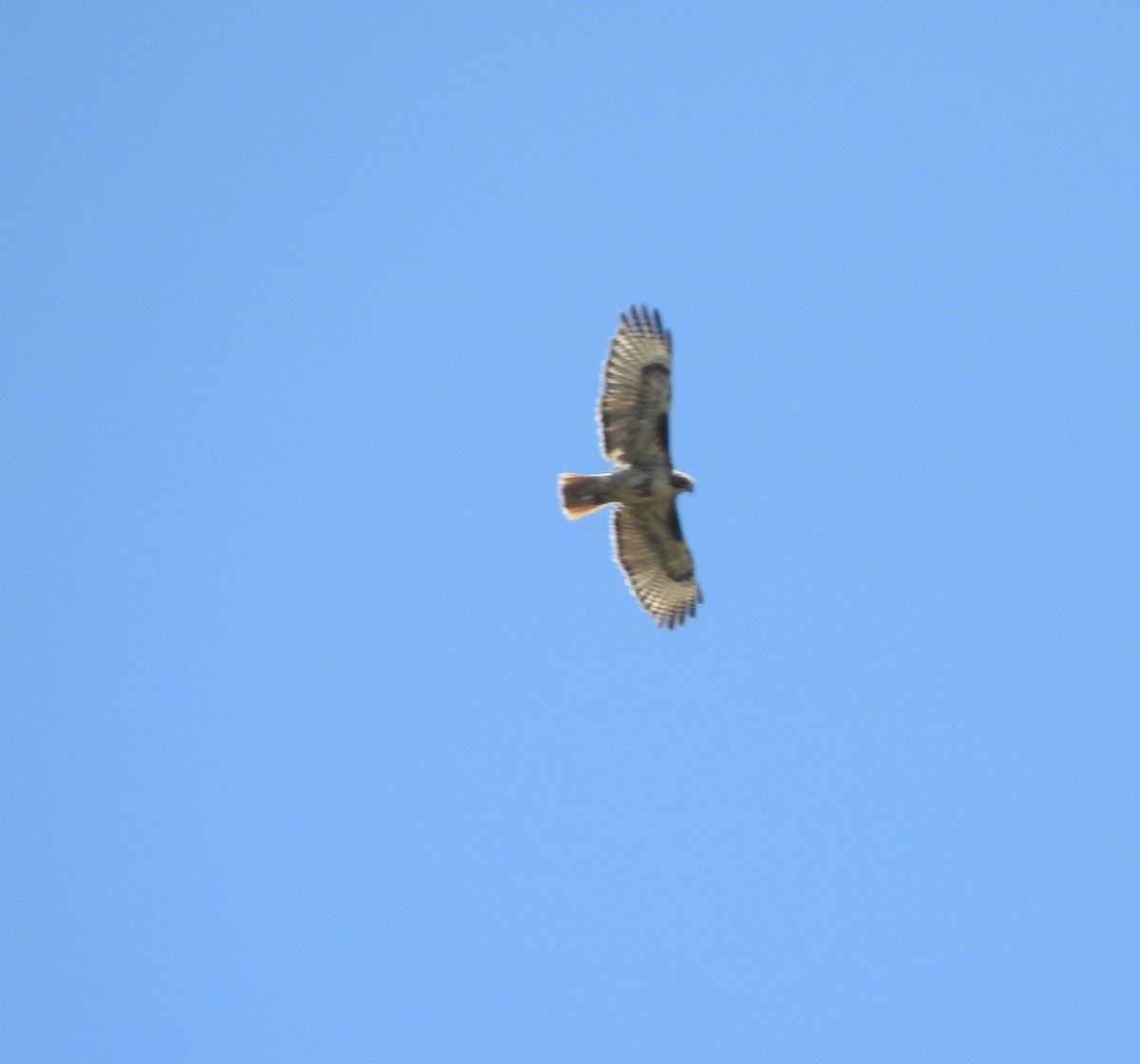 Red-tailed Hawk - ML163155211