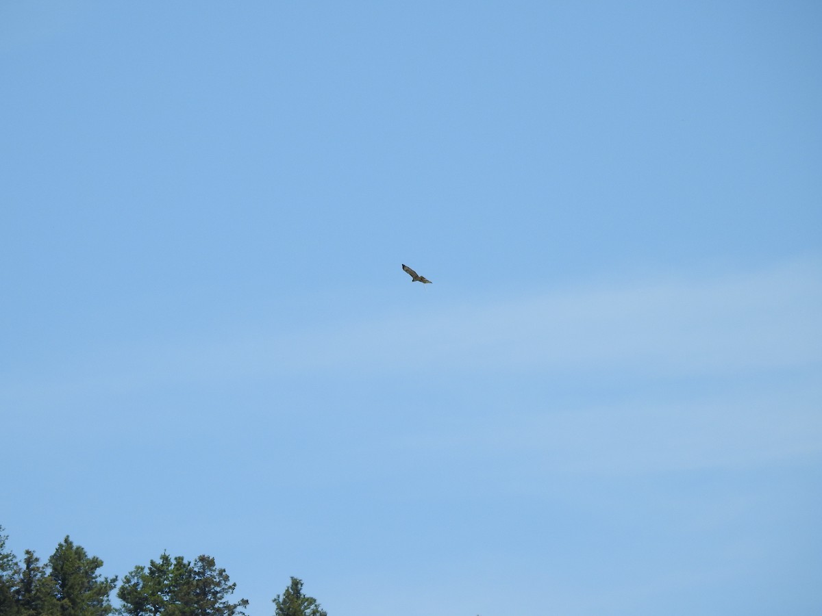 Red-tailed Hawk - ML163155251