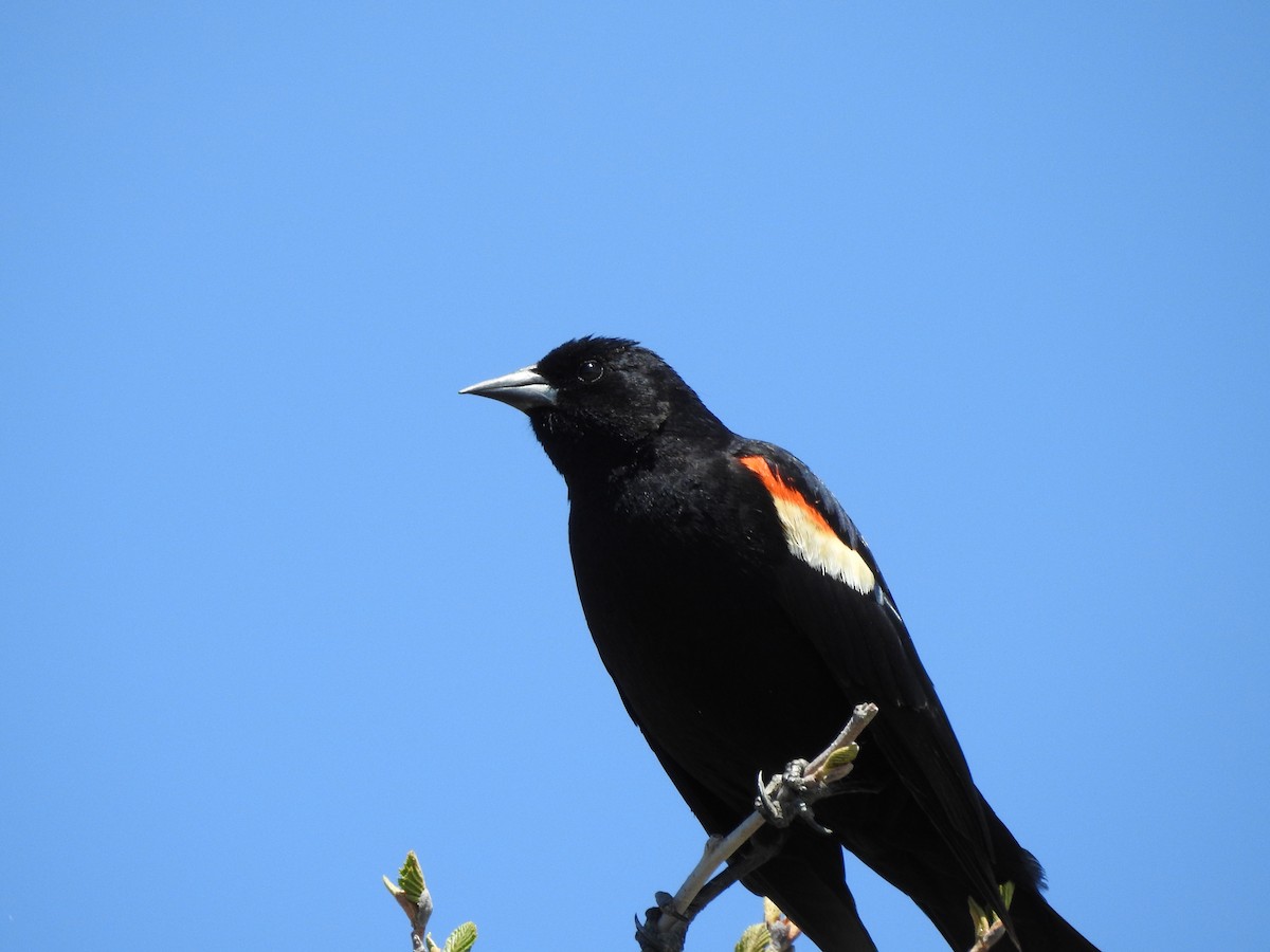 Red-winged Blackbird - ML163155371