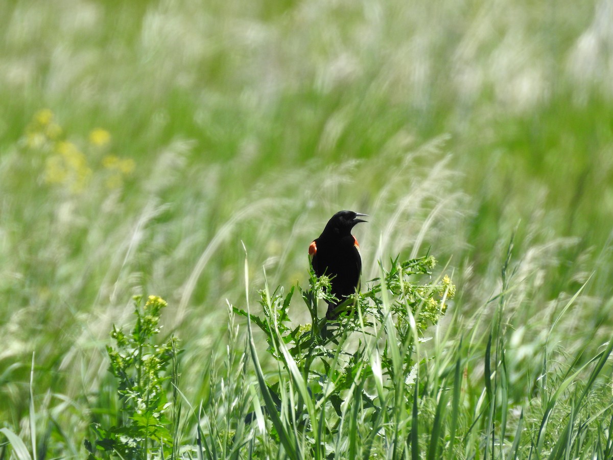 Red-winged Blackbird - Shane Sater