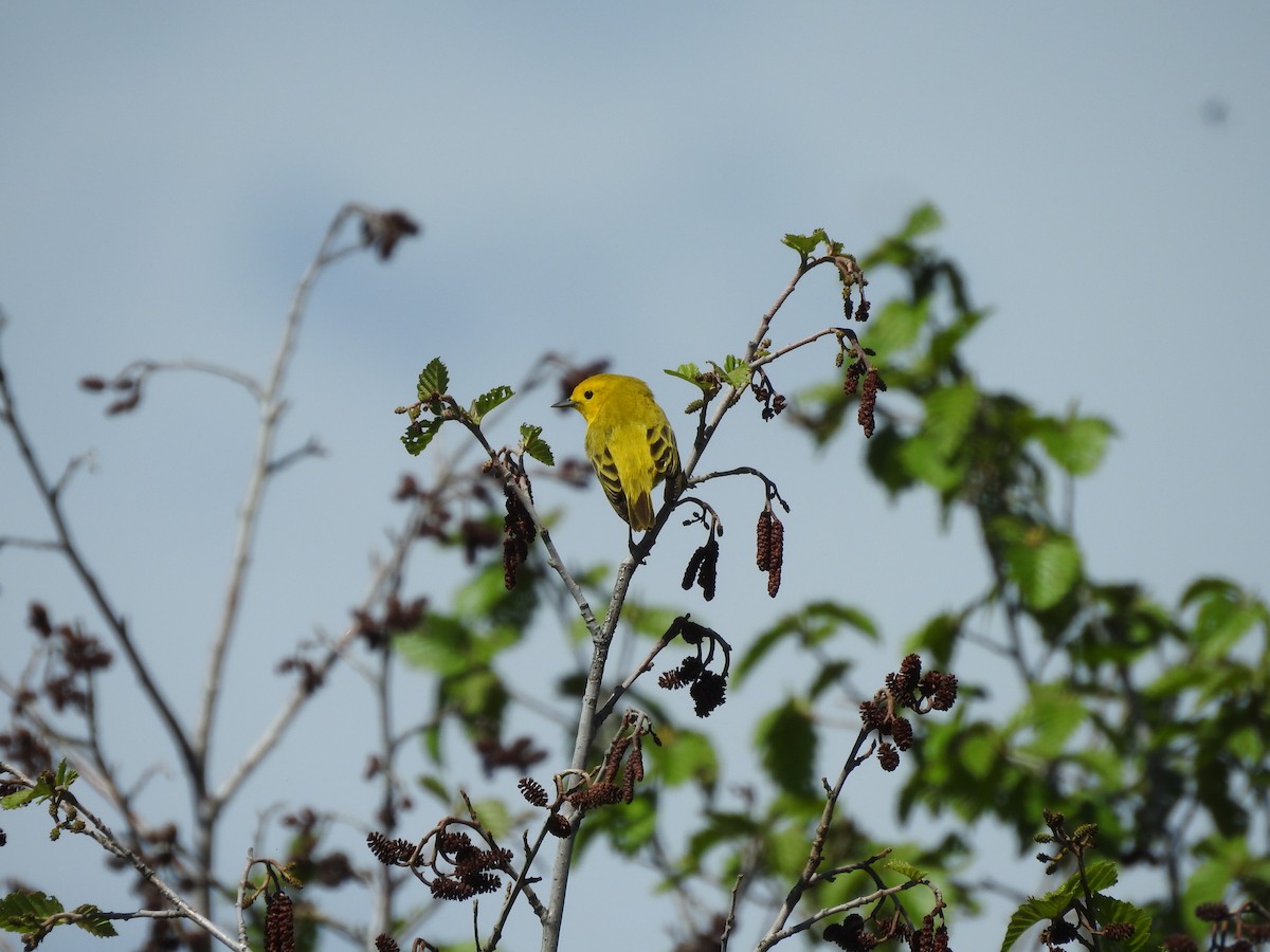 Yellow Warbler - ML163155941