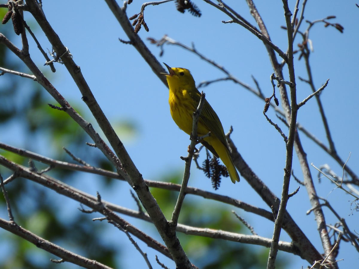 Yellow Warbler - ML163155981