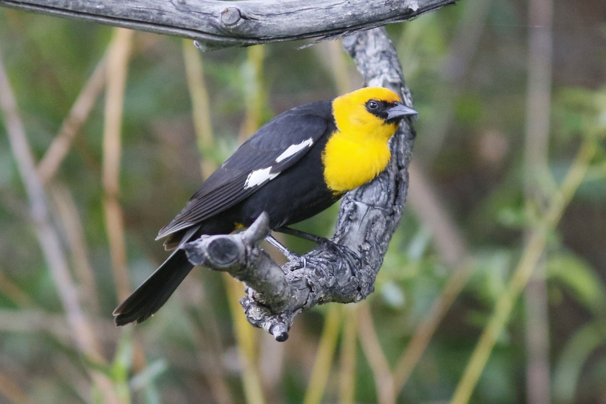 Yellow-headed Blackbird - John C Sullivan