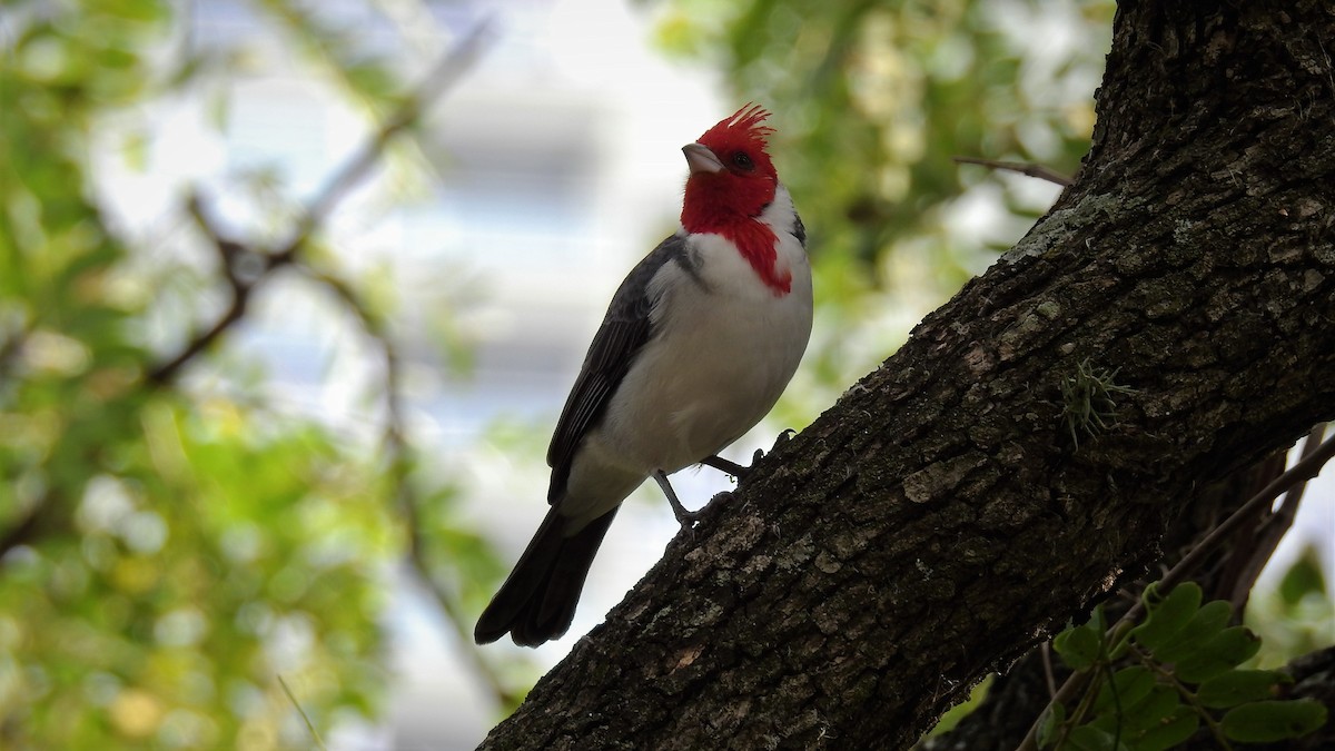 Red-crested Cardinal - ML163158501