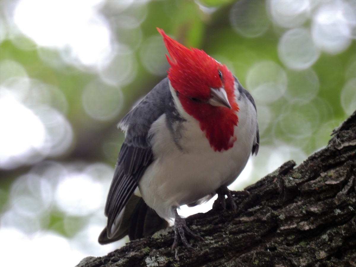 Red-crested Cardinal - ML163158511