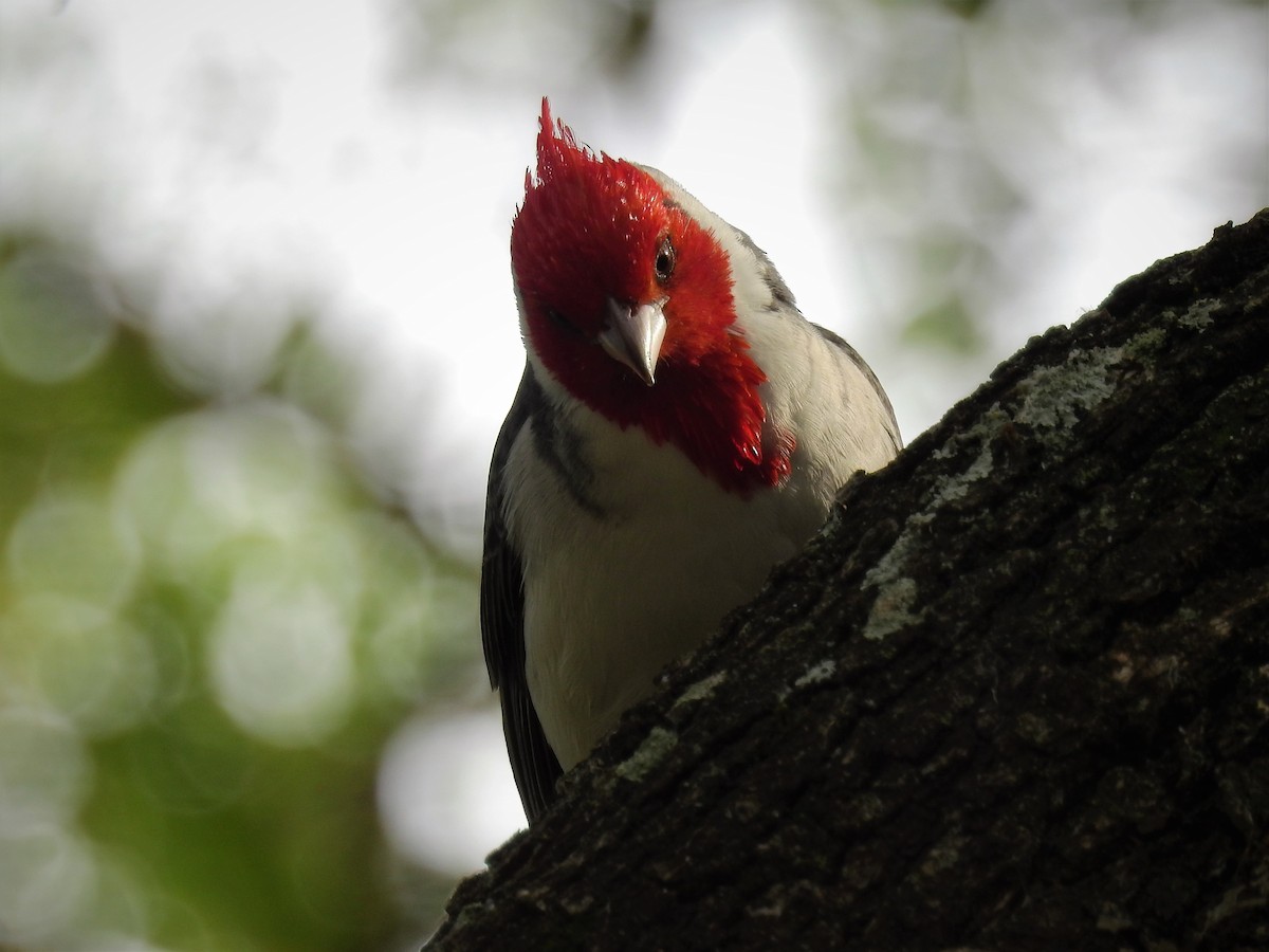 Red-crested Cardinal - ML163158521