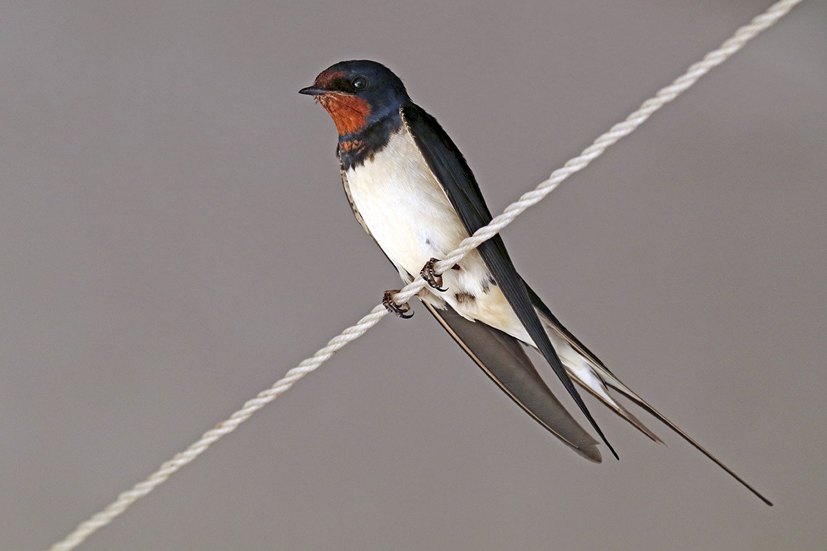 Barn Swallow - ML163162591