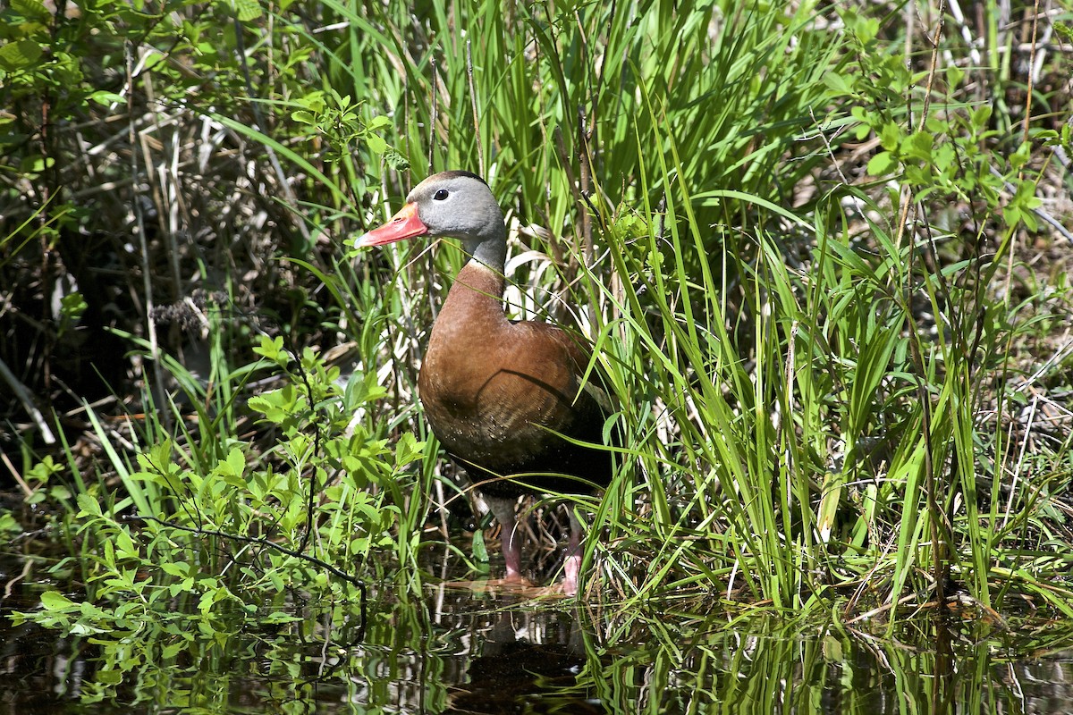 Black-bellied Whistling-Duck - Paul Gould