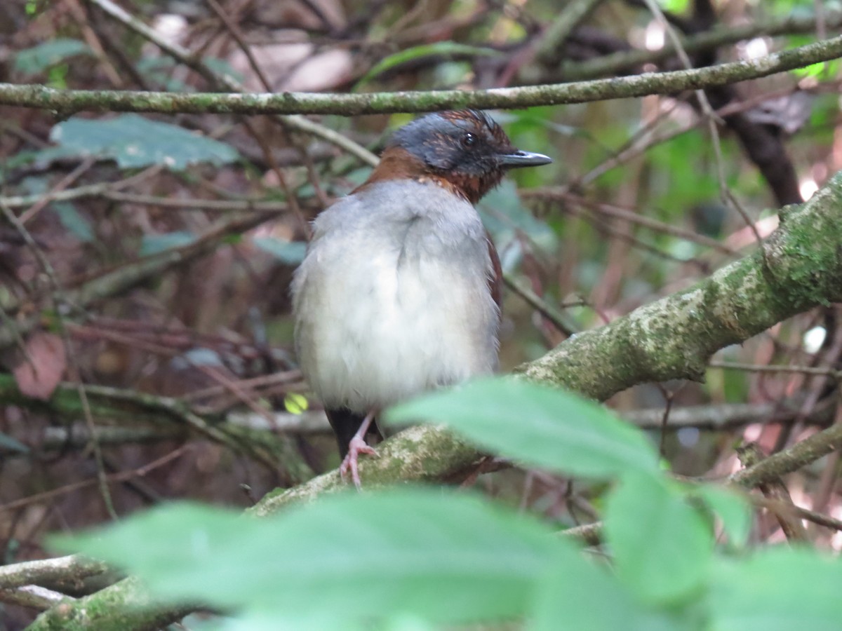 Red-throated Alethe - ML163175541