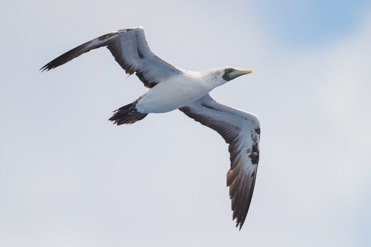Masked Booby - ML163185231
