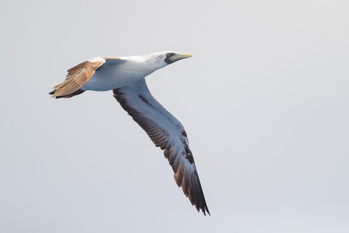 Masked Booby - ML163185241