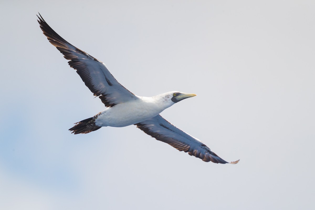 Masked Booby - ML163185261