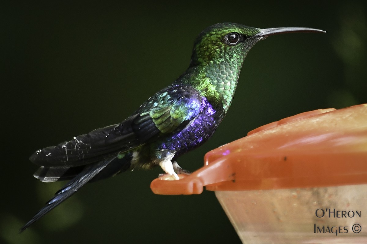 kolibřík nymfový - ML163186281