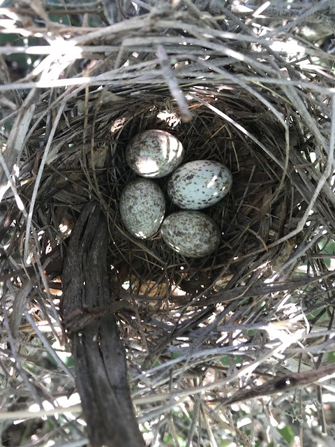 Clutch of four eggs. - Northern Cardinal - 