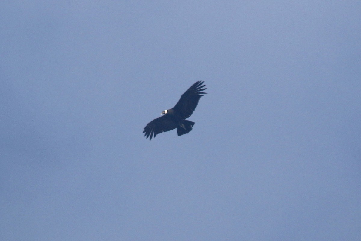 Condor des Andes - ML163193321