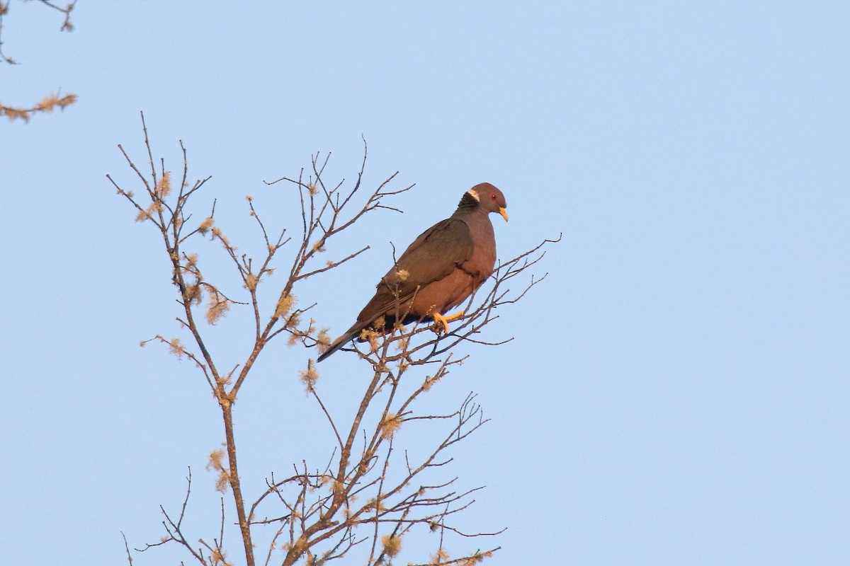Band-tailed Pigeon - Stephen Gast