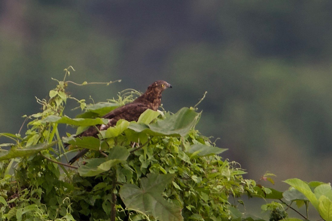 Oriental Honey-buzzard - Snehasis Sinha